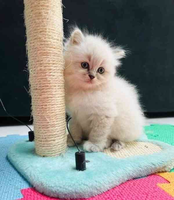 Krásné kotě plemene Ragdoll, 12 týdnů staré. - foto 1