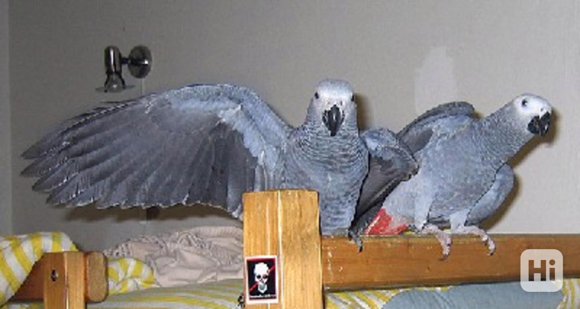 Prodám papouška afrického Žako - foto 1