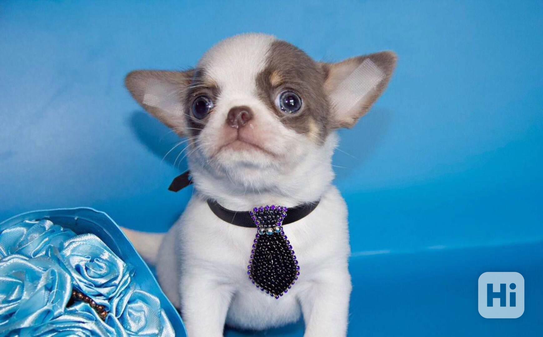 Chihuahua štěně – vhodné jako milý domácí společník - foto 1