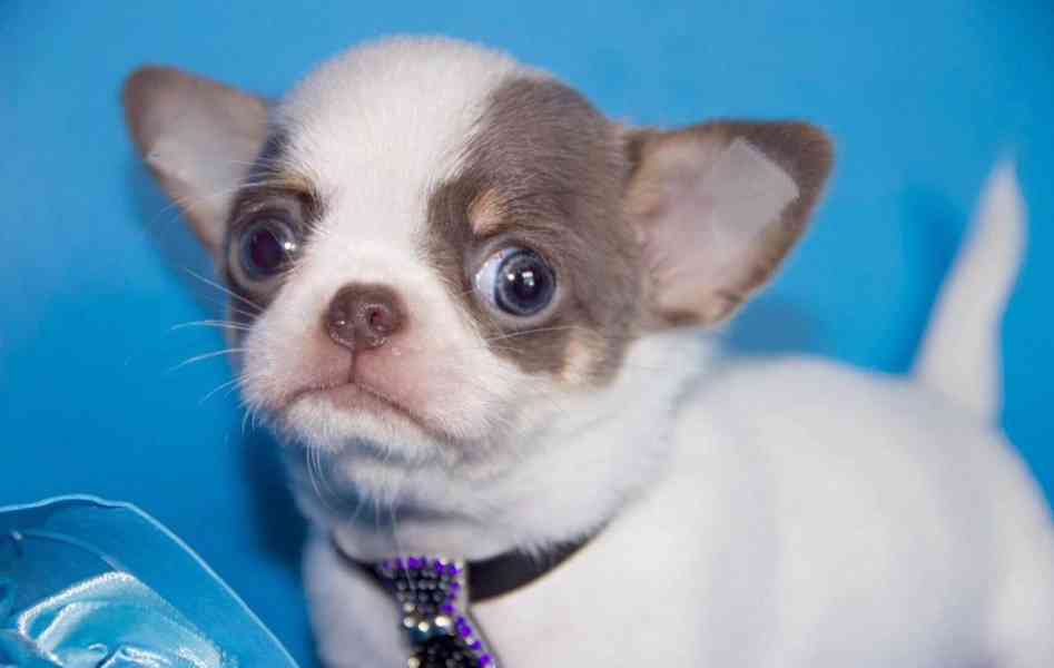 Chihuahua štěně – vhodné jako milý domácí společník - foto 2