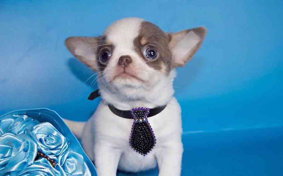 Chihuahua štěně – vhodné jako milý domácí společník