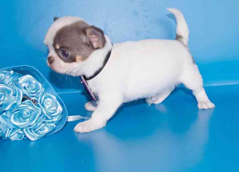 Chihuahua štěně – vhodné jako milý domácí společník - foto 3