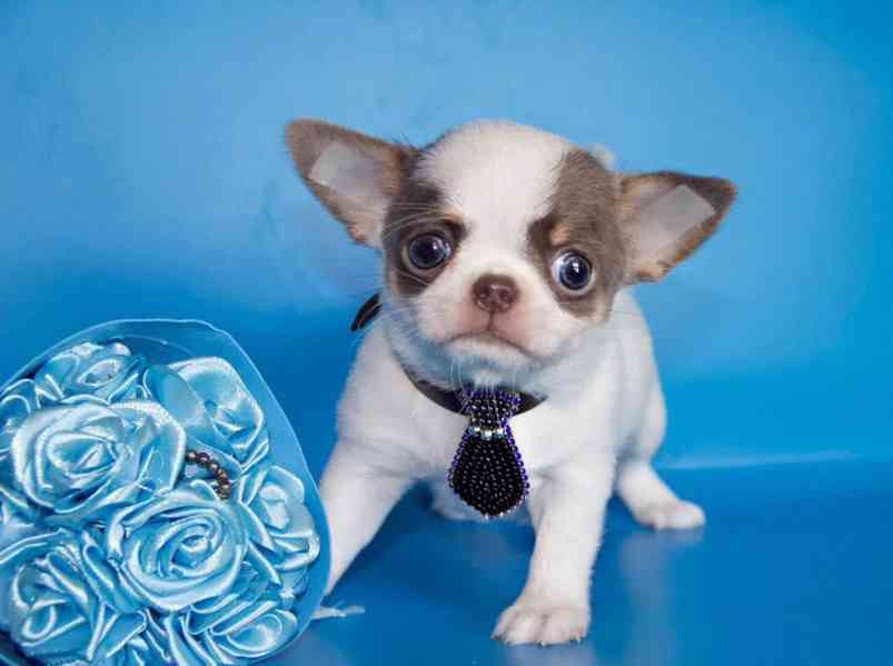 Chihuahua štěně – vhodné jako milý domácí společník - foto 4