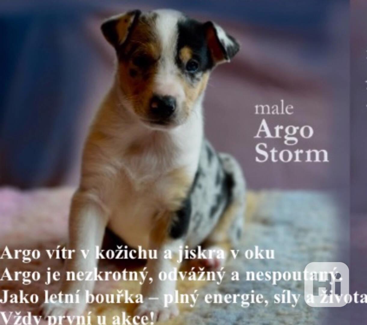Prodám štěňata krátkosrsté kolie   - foto 1