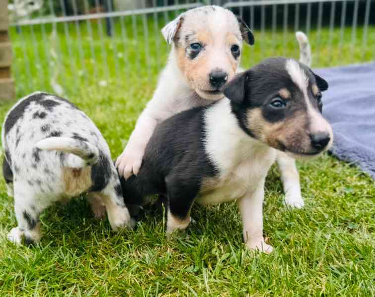 Prodám štěňata krátkosrsté kolie   - foto 9