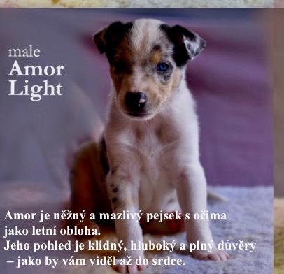 Prodám štěňata krátkosrsté kolie   - foto 3
