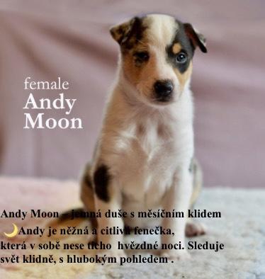 Prodám štěňata krátkosrsté kolie   - foto 2
