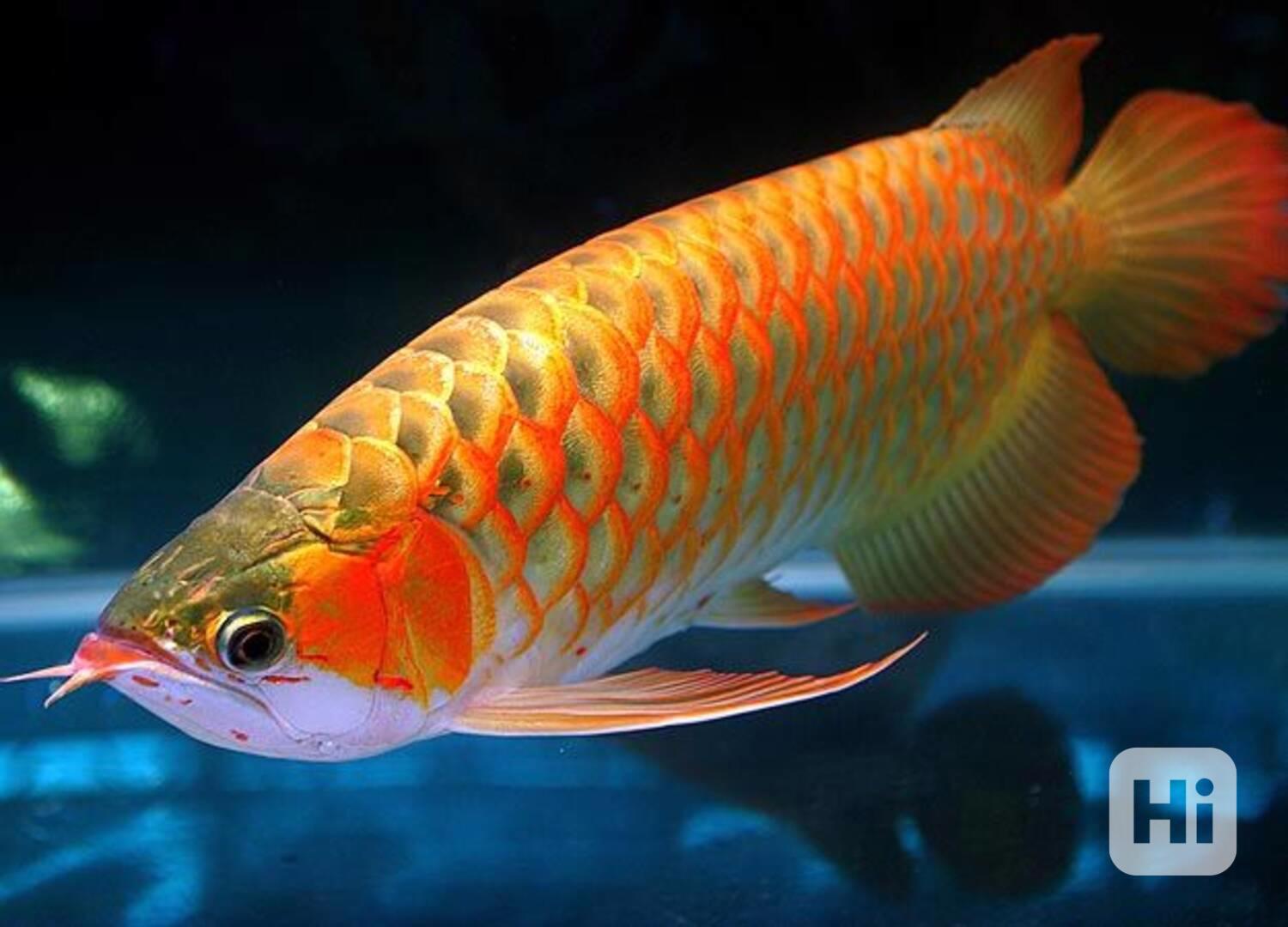 Prvotřídní sladkovodní akvarijní ryby k prodeji - foto 1