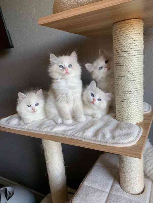Nádherná koťátka plemene Ragdoll - foto 1