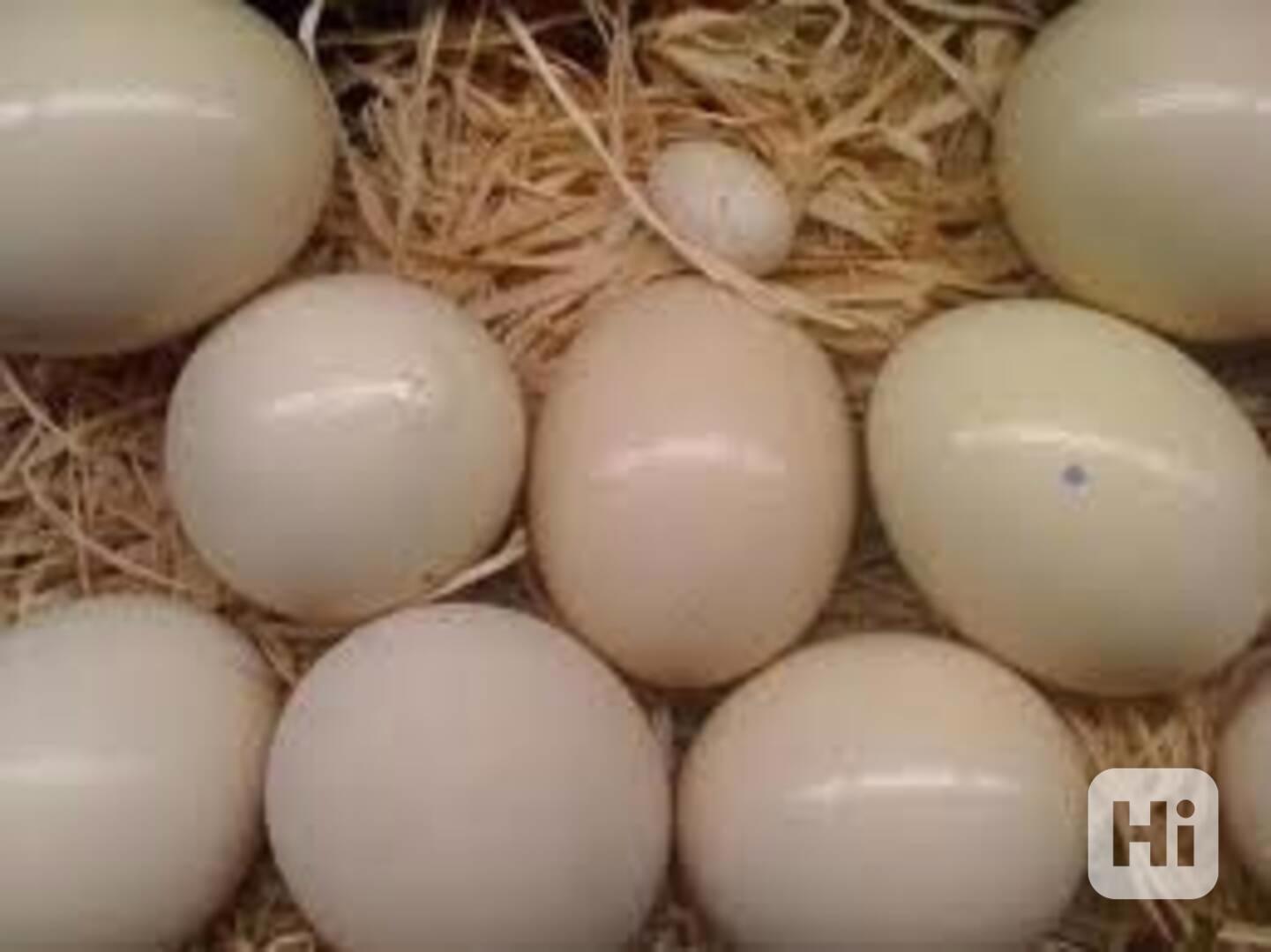 Všechny druhy ptáků a papoušek s vejci na prodej - foto 1