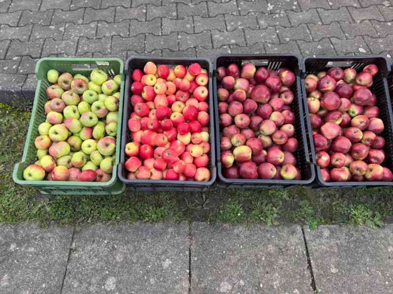 Prodám česaná jablka - foto 3