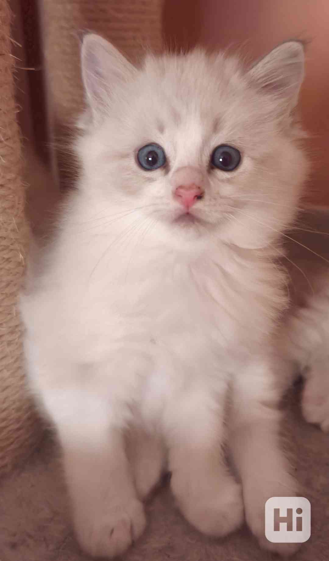 Ragdoll kocourek  - foto 1