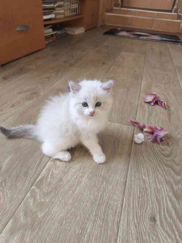 Ragdoll kocourek  - foto 4