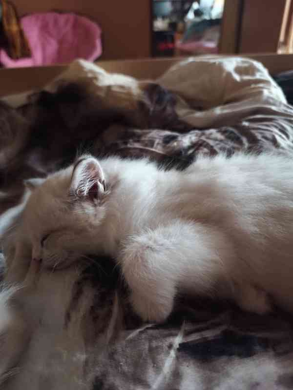 Ragdoll kocourek  - foto 6