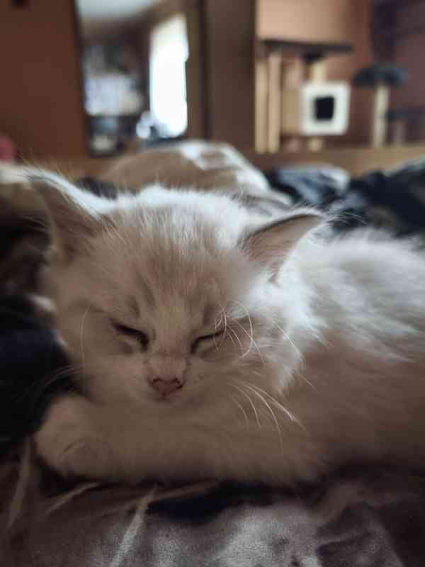 Ragdoll kocourek  - foto 7