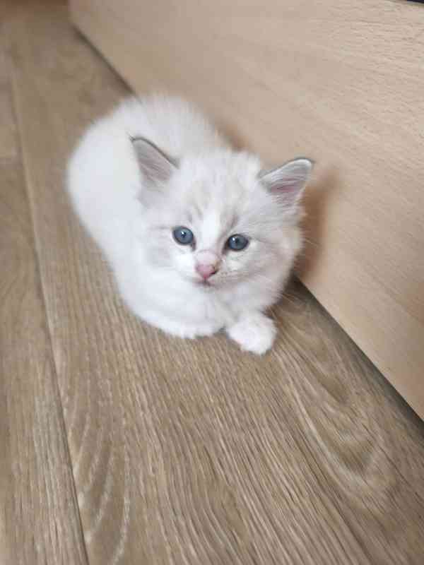 Ragdoll kocourek  - foto 3