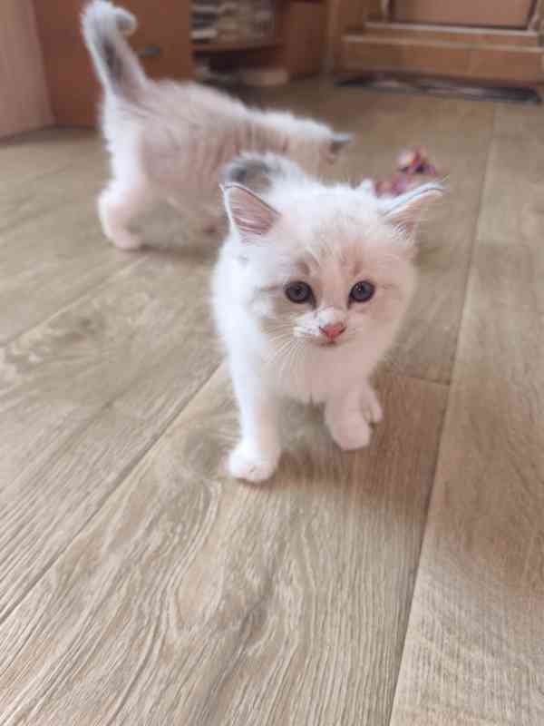 Ragdoll kocourek  - foto 5