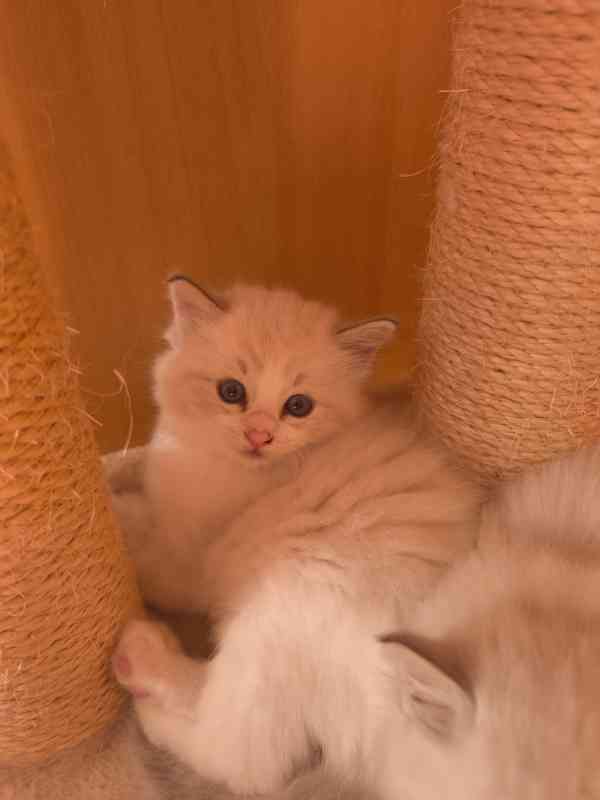 Ragdoll kocourek  - foto 2