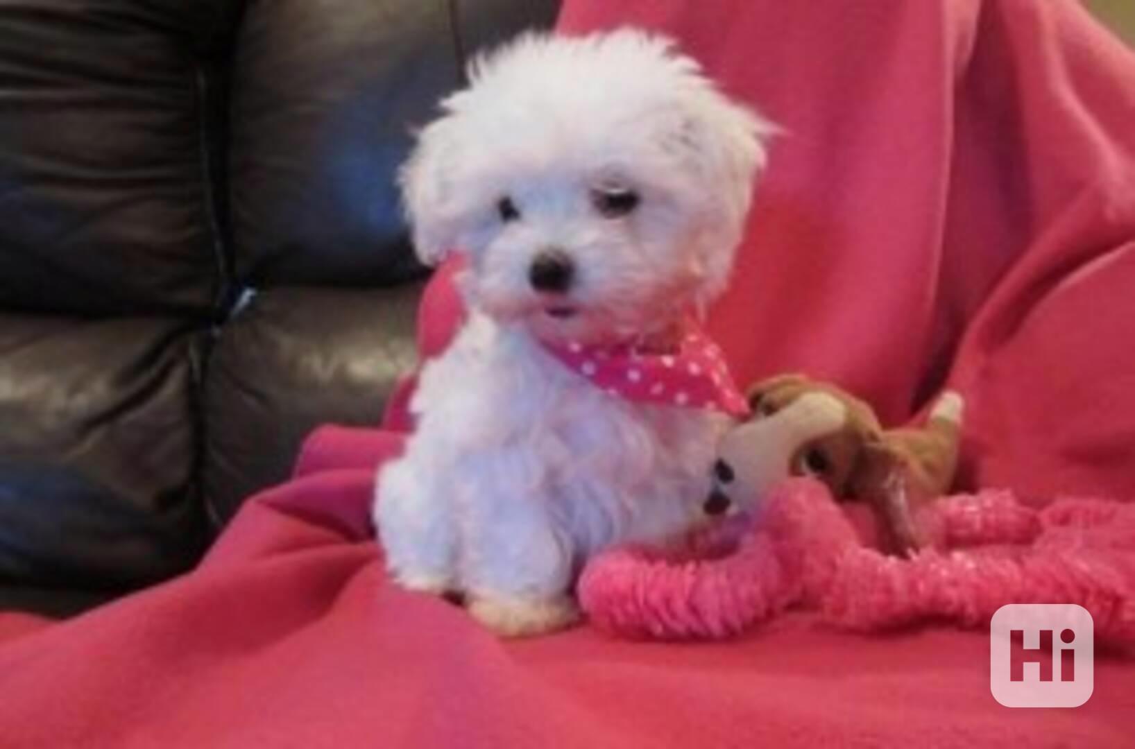 Štěňata Maltipoo na prodej - foto 1
