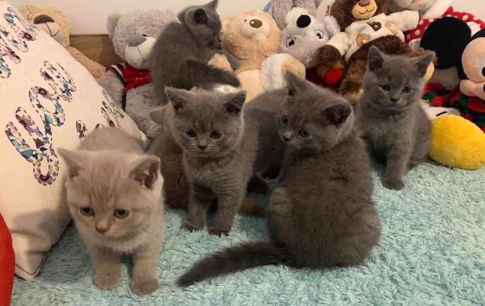 Britská krátkosrstá koťata připravena. - foto 1