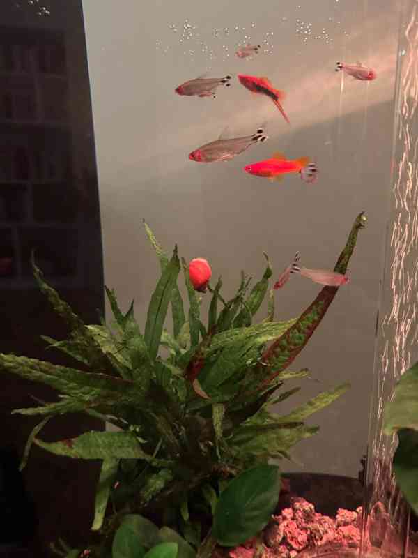 Akvárium Biorb Life, černé 60l - foto 3