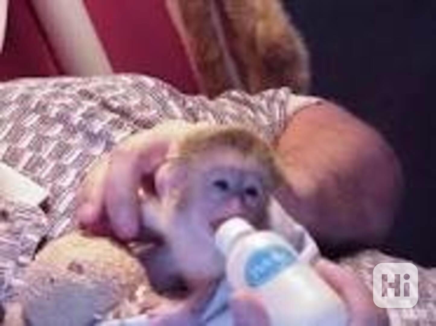 Mládě kapucínských opic samec a samice - foto 1