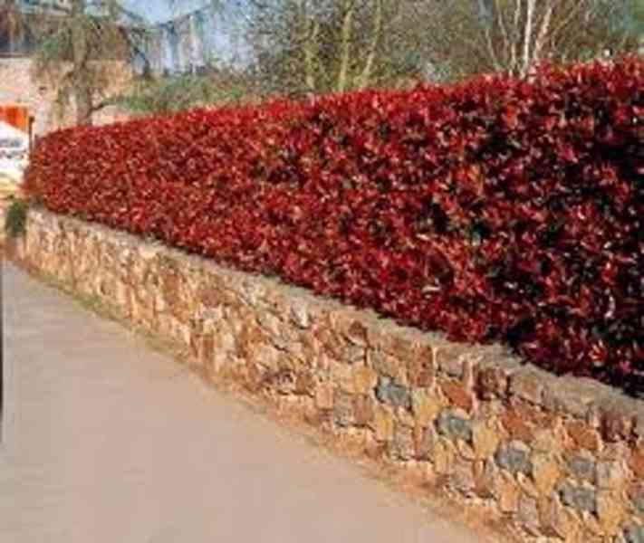 Red Robin Blýskavka Photinia Fraserova - živý plot, červené - foto 11