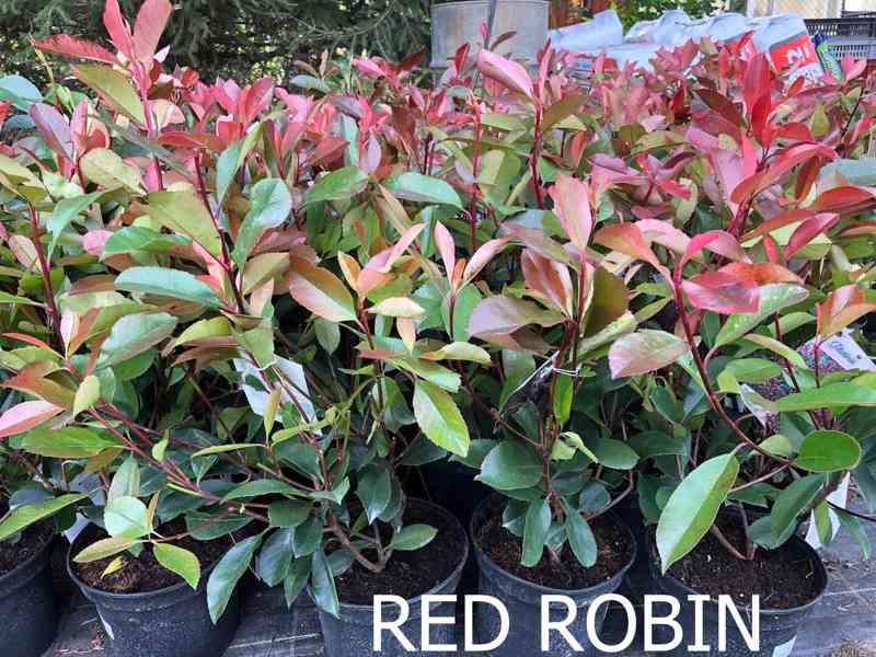 Red Robin Blýskavka Photinia Fraserova - živý plot, červené - foto 2