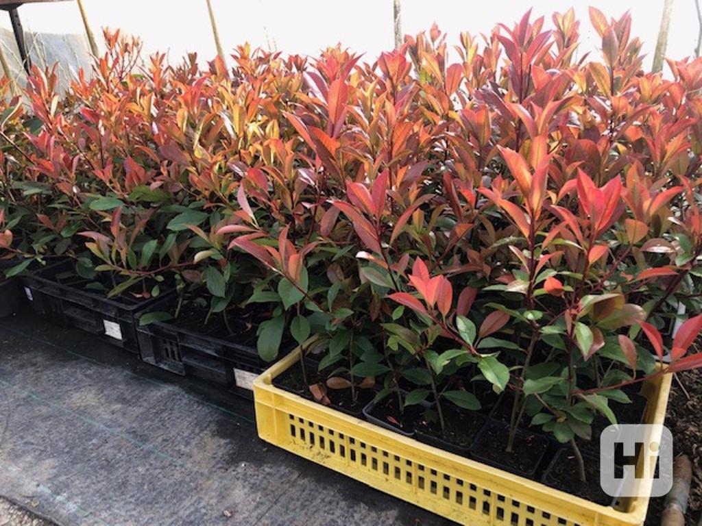Red Robin Blýskavka Photinia Fraserova - živý plot, červené - bazar ...