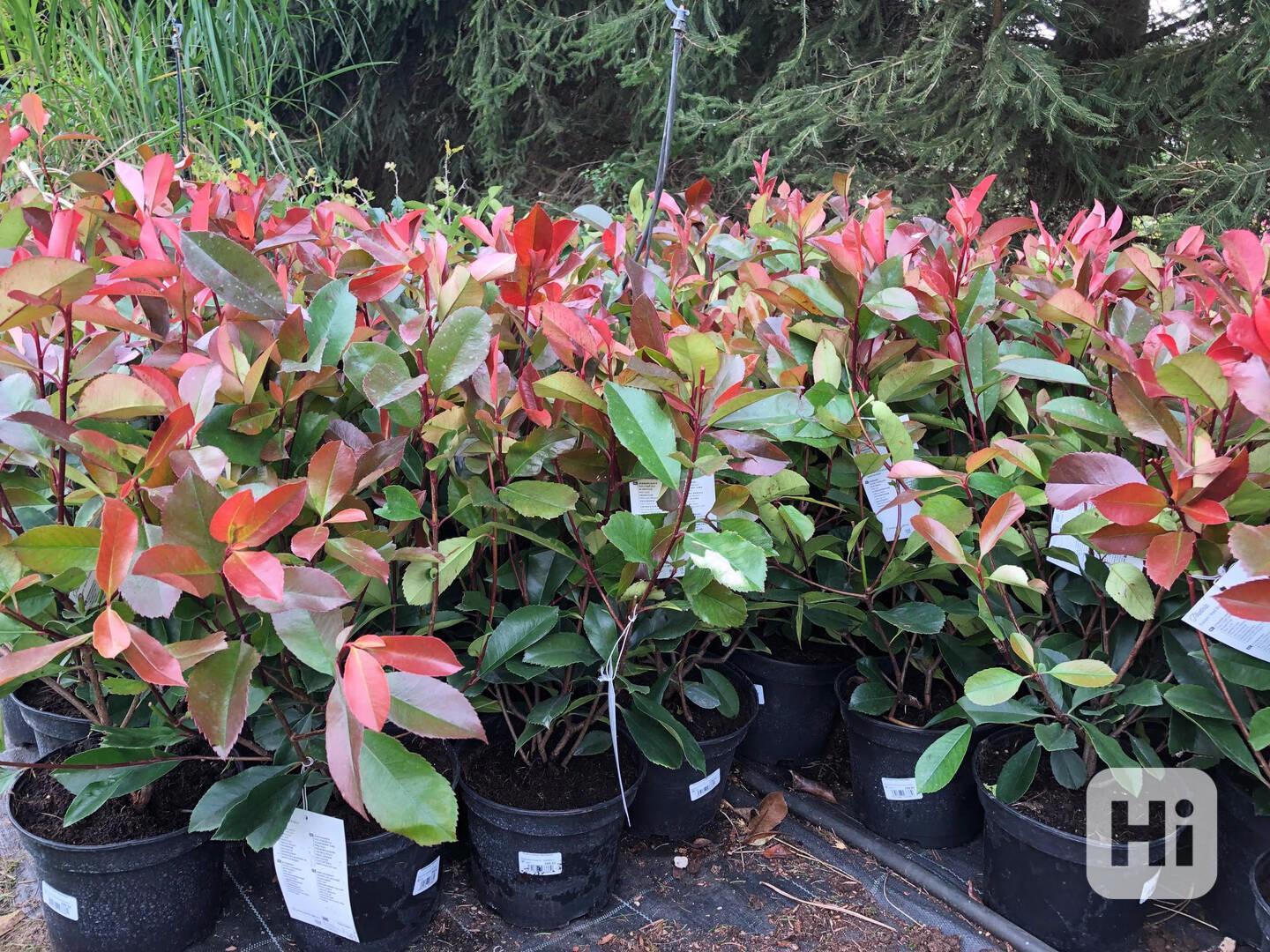 Red Robin Blýskavka Photinia Fraserova - živý plot, červené - bazar ...