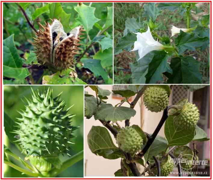 Datura Stramonium - semena - foto 1