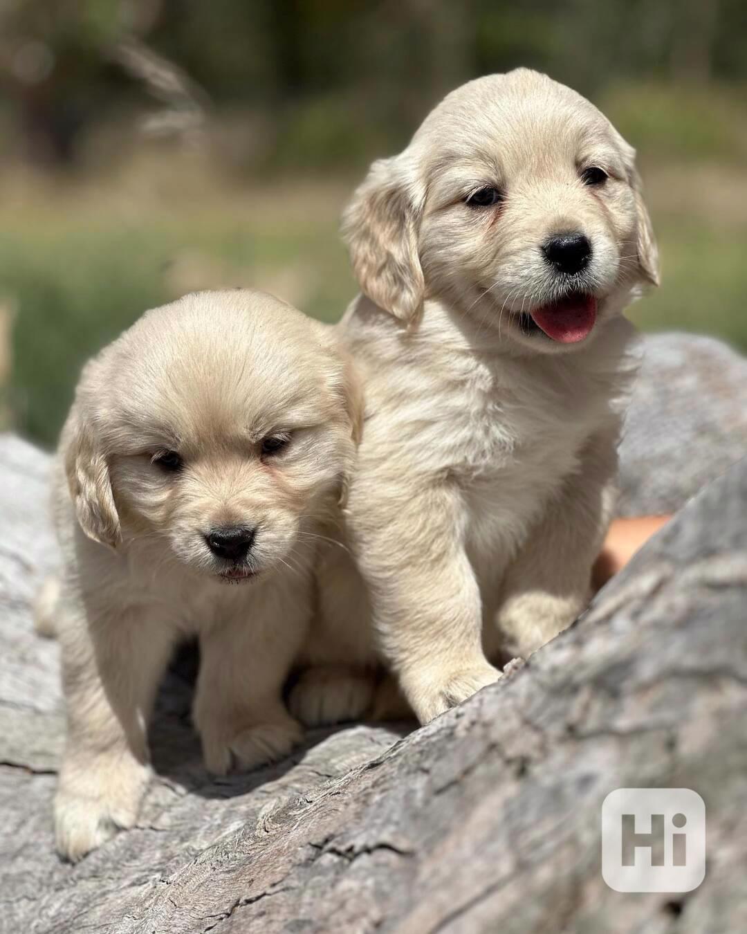 Tato štěňata zlatého retrívra registrovaná  - foto 1