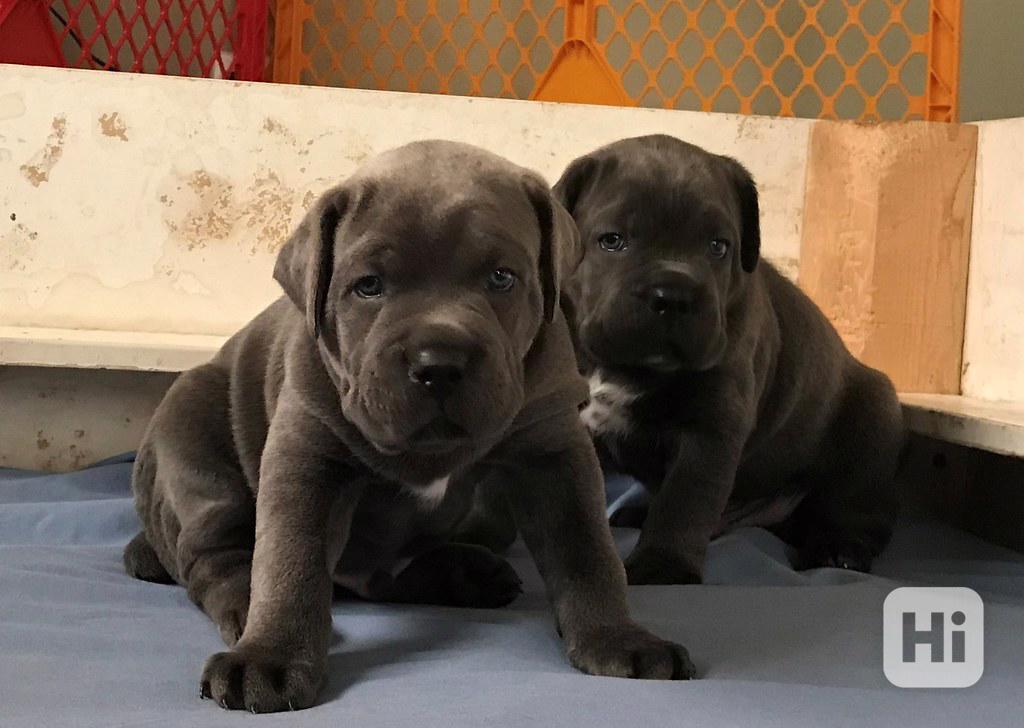 Štěňata cane corso pro milující domovy - foto 1
