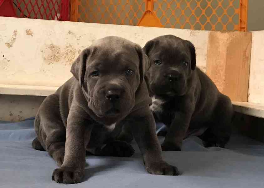 Štěňata cane corso pro milující domovy