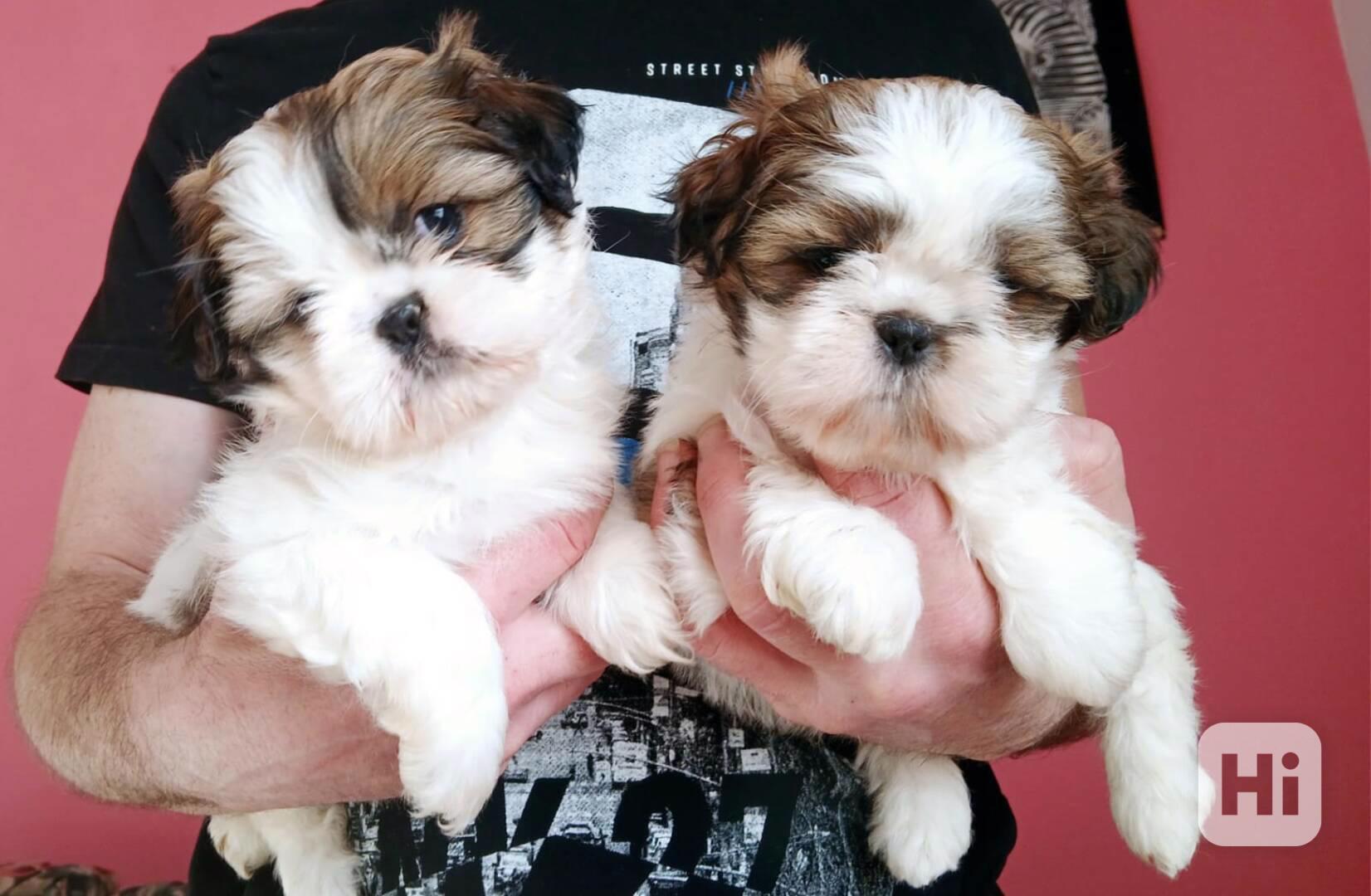 Shih tzu holčičky - foto 1