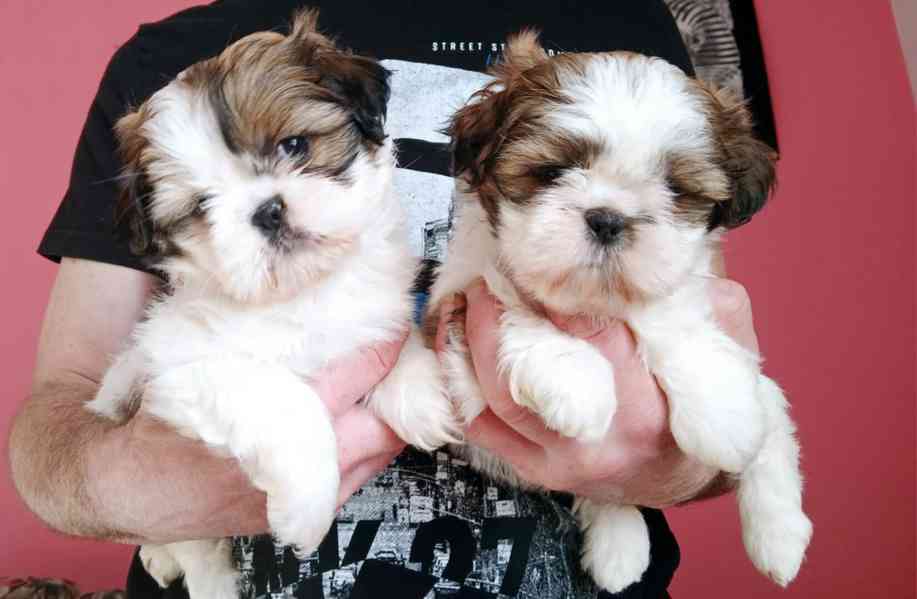 Shih tzu holčičky - foto 1