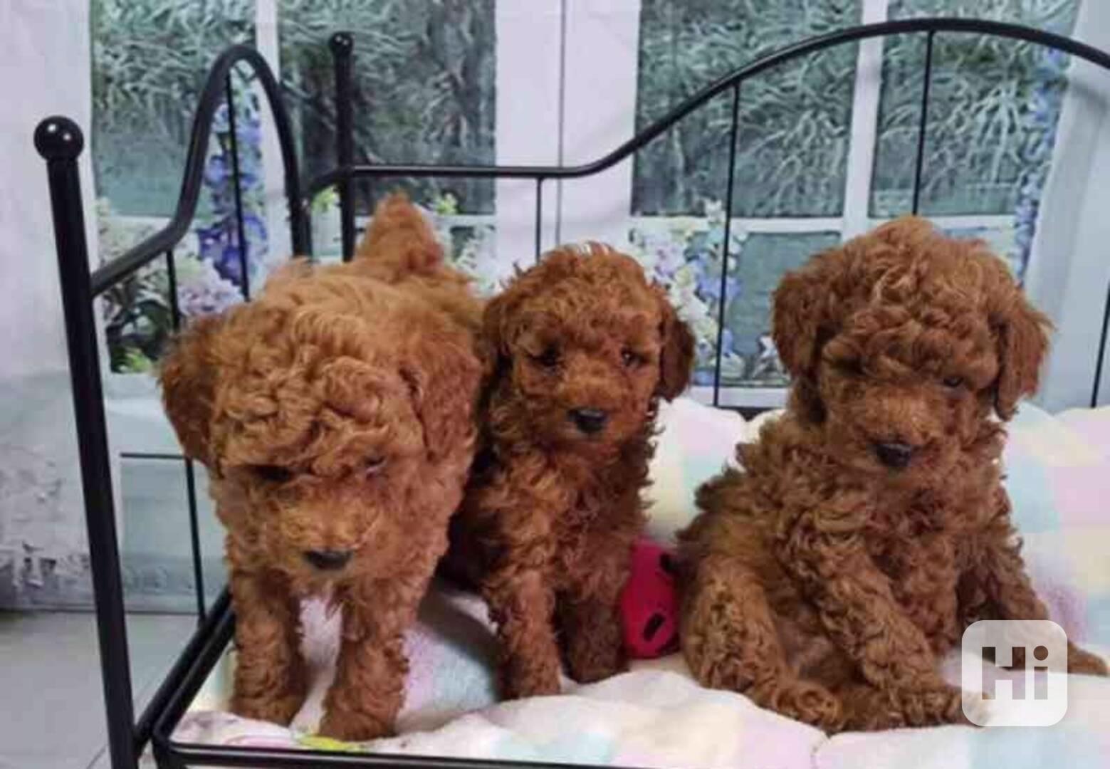 Štěňata pudla k adopci - foto 1