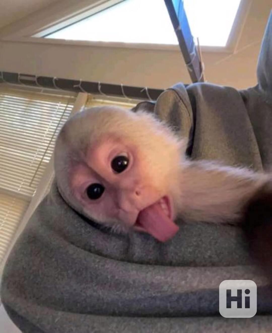 Roztomilé a cvičné veverčí opice kapucínky k adopci - foto 1