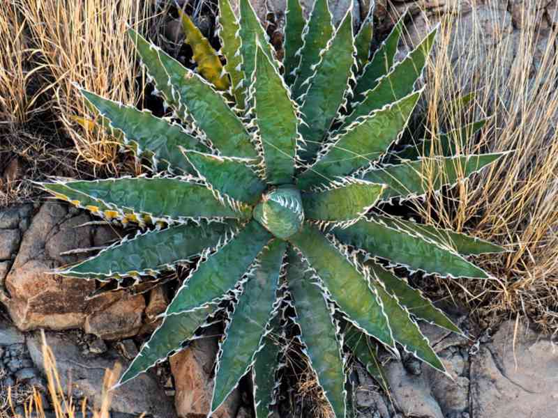 Sazenice Agave xylonacantha Blue - foto 1