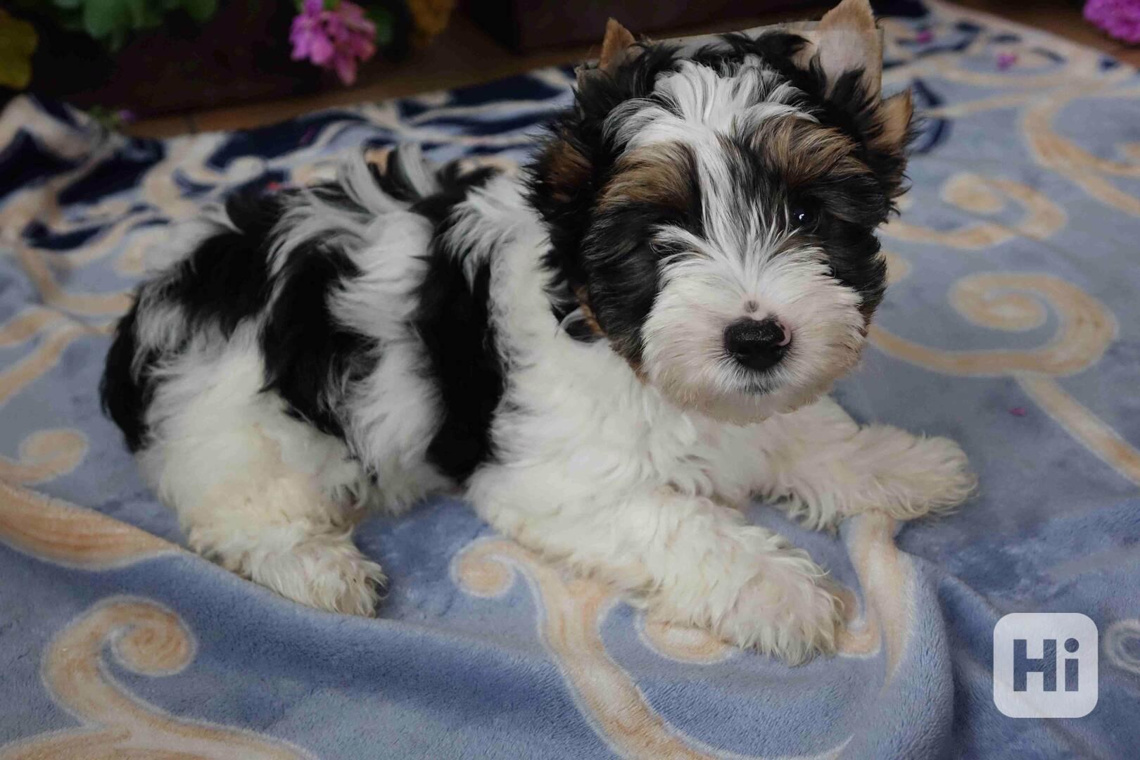 biewer terrier - foto 1