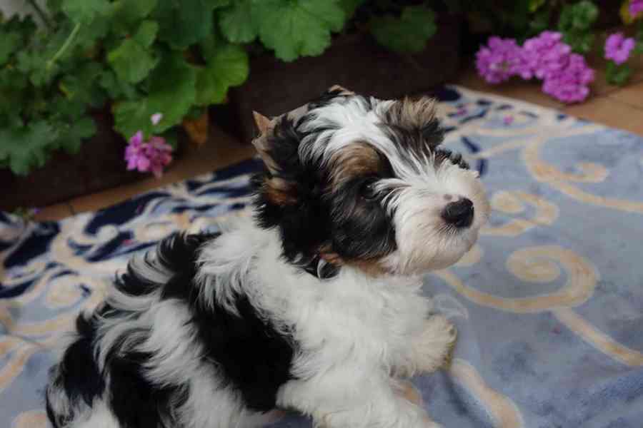 biewer terrier - foto 7
