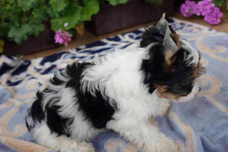 biewer terrier - foto 8