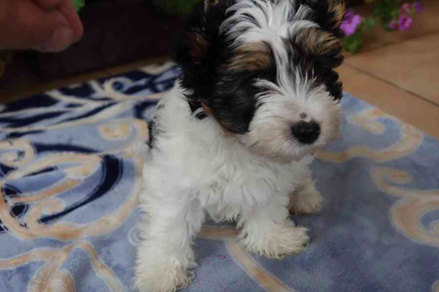 biewer terrier - foto 4