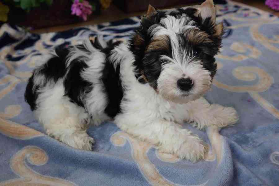 biewer terrier - foto 1