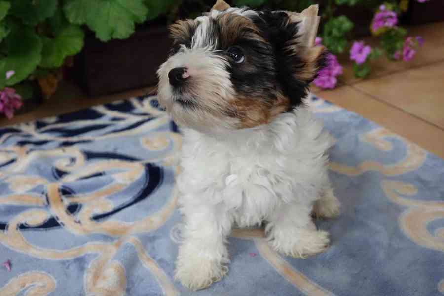 biewer terrier - foto 5