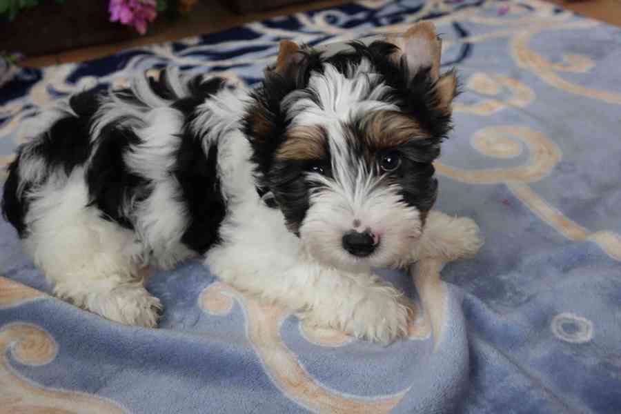 biewer terrier - foto 9
