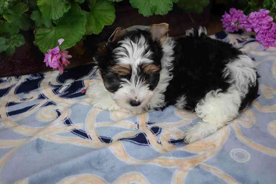 biewer terrier - foto 2
