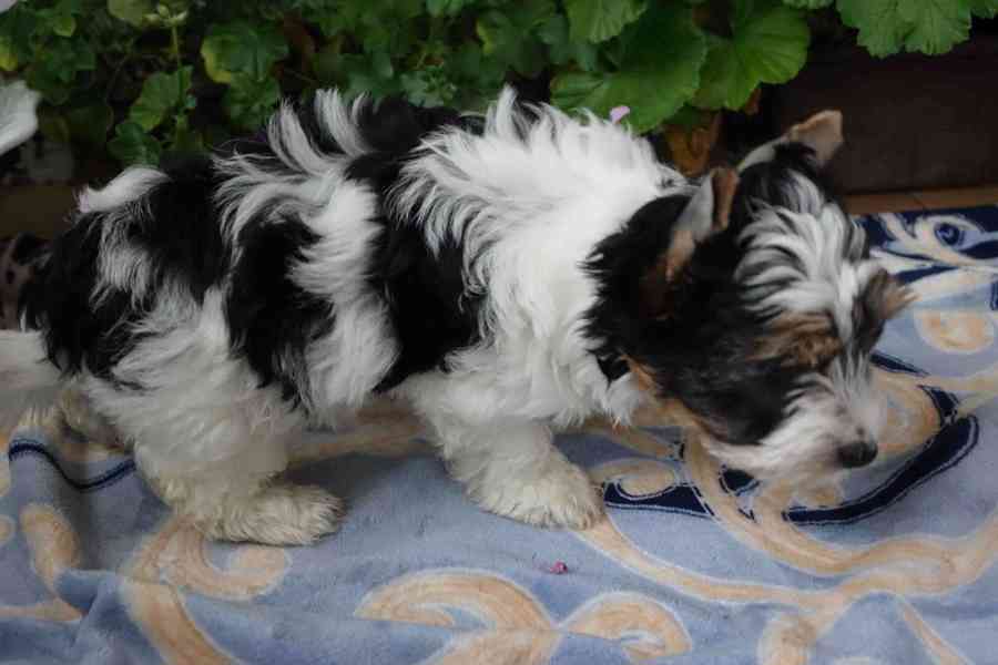 biewer terrier - foto 3