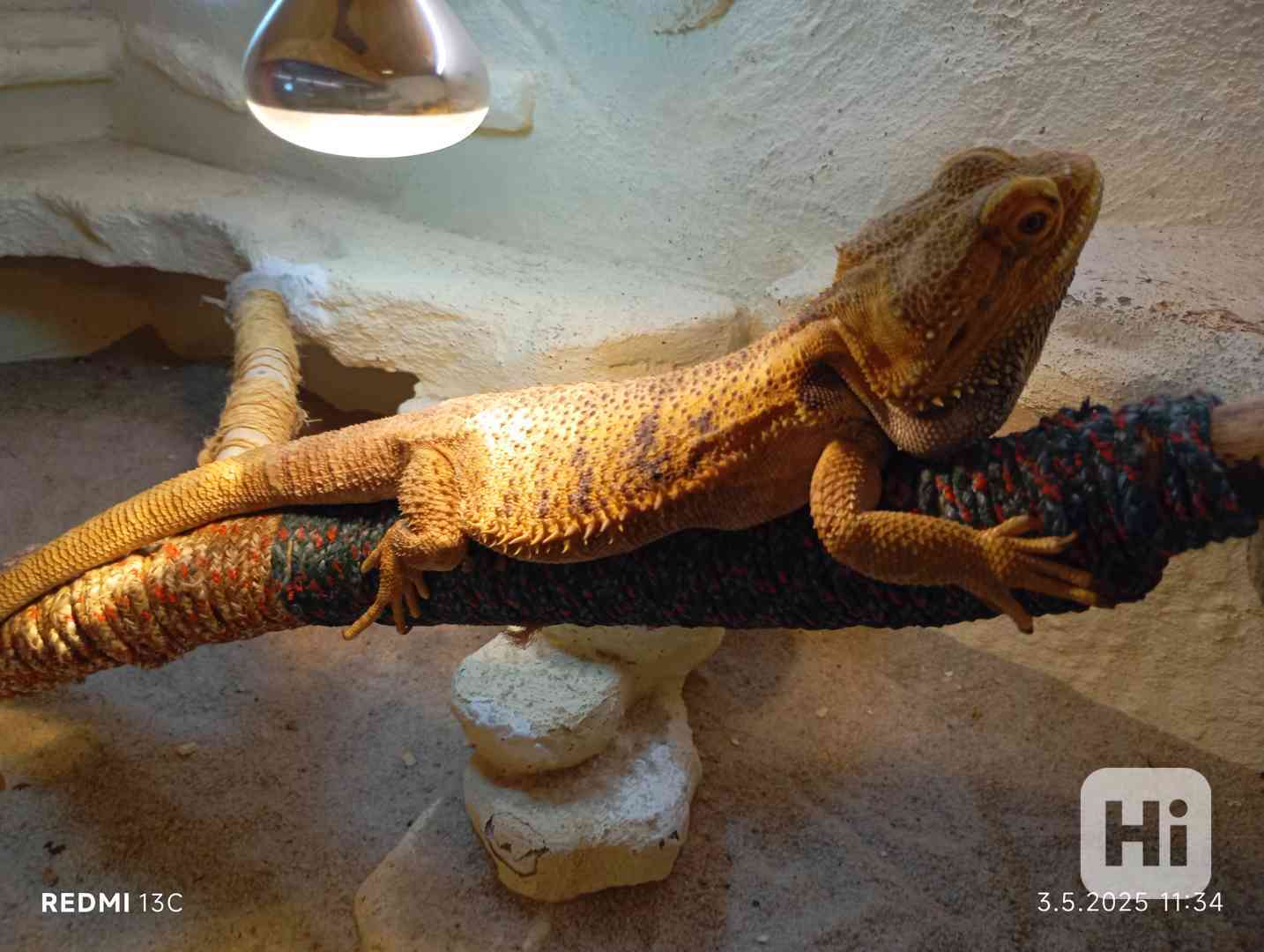 Agama vouskata  - foto 1