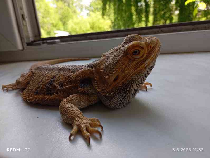 Agama vouskata  - foto 2